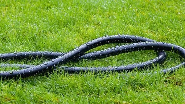 Soaker hose coiled on a lawn, used to water soil evenly around a foundation