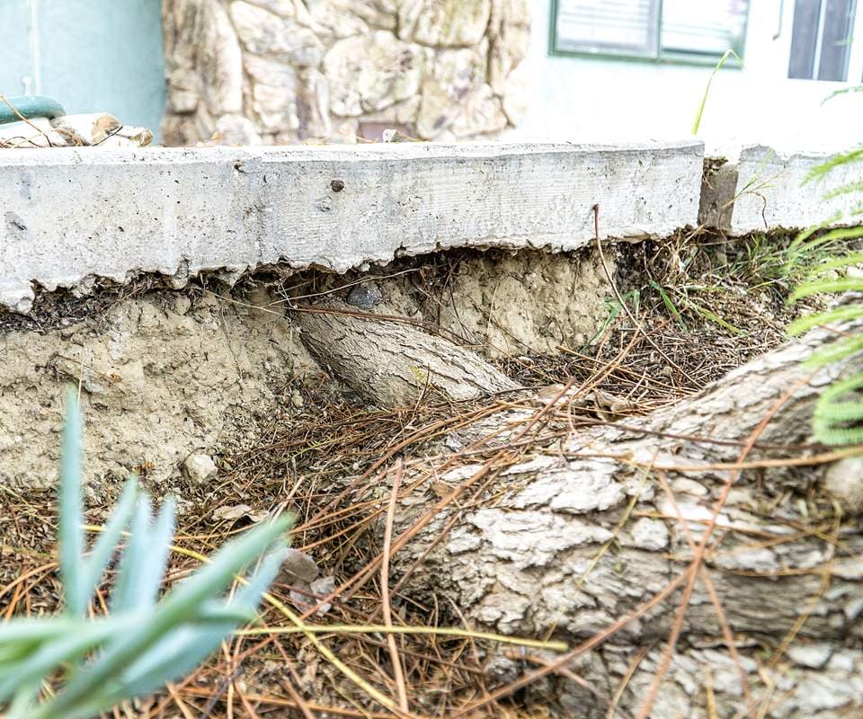Dalinghaus Foundation Repair assessing concrete slab damage caused by a large, exposed tree root lifting the foundation.
